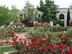 Dunn Formal Rose Garden DSC05426